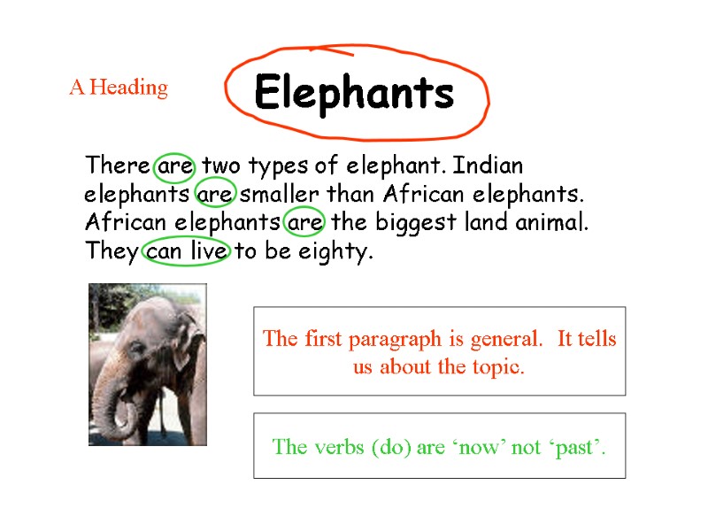 Elephants The first paragraph is general.  It tells us about the topic.